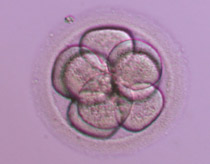 8-cell Grade I (fertilized with ICSI)
